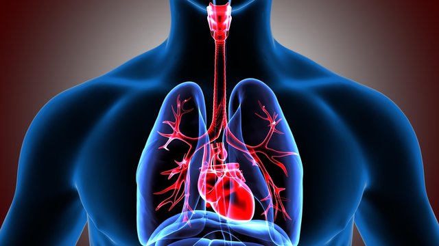 Lung And Heart Images – Browse 57,371 Stock Photos, Vectors, and Video |  Adobe Stock