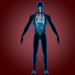 Fototapeta na wymiar 3d illustration human organs system