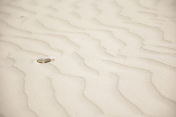 sand on the beach with small coral for background