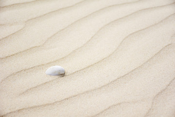 sand wave on the beach with small shell for background