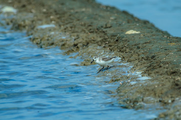 Spoon-billed sandpiper in nature Thailand