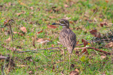 Indian Thick-knee (Burhinus indicus)