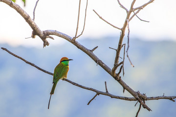 Green Bee Eaters on branch of tree