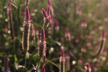 Pink magenta Cockscomb like in southern Thailand.