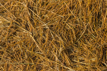 straw from rice a background