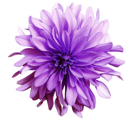 Purple  flower on a white   background isolated  with clipping path. Closeup. big shaggy  flower. Dahlia.. - Powered by Adobe