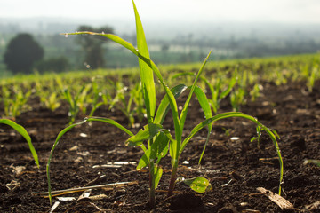 The small corn rows..  in Thailand