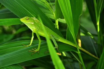 Chameleon in green leaves