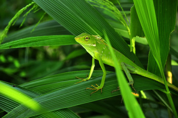 Chameleon in green leaves