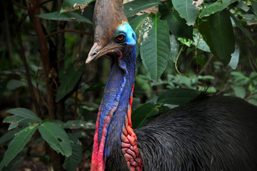 Cassowary Bird