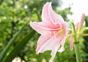 Flower Hippeastrum.