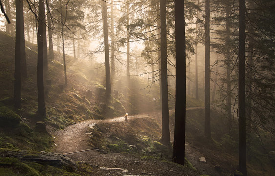 Footpath in forest with sunbeams