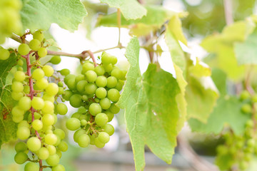 Green grapes on the branch.