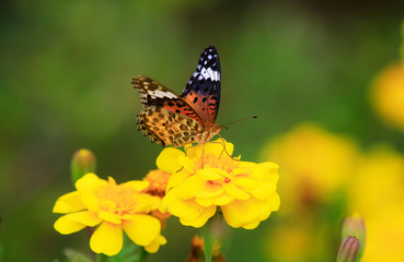 노란 메리골드와 나비