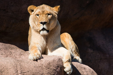 Fototapeta na wymiar Lioness on Rock