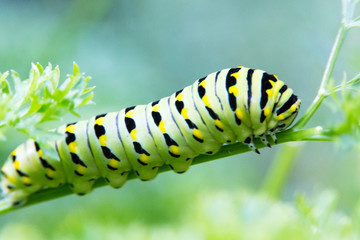 Cute Fat Caterpillar