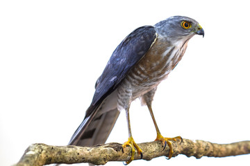 Besra or Little Sparrow Hawks