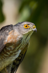 Besra or Little Sparrow Hawks