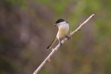 Burmese Shrike (Lanius collurioides)