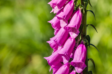 closeup of isolated purple foxglove flowers on green background