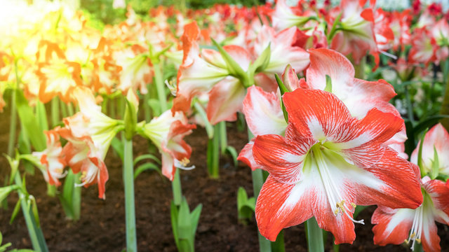 Fototapeta Hippeastrum Amaryllis red flowers
