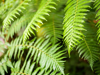 Giant hare's - foot, Polynesiam foot fern