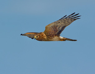 Northern Harrier Hawk in flight California