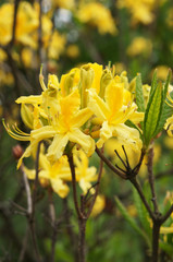 Yellow beautiful rhododendron or azalea flowers on bush
