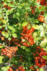 Many red japonica flower on bush