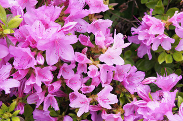 Bush of purple rhododendron flowers