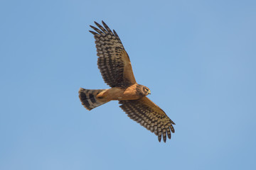 Male Northern Harrier Hawk flying with wings spread wide