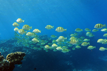 シマハギのいる海