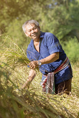 Thai farmer in harvest time on rice field ,Smile old man working with Mauhom shirt