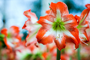 Hippeastrum Amaryllis red flowers