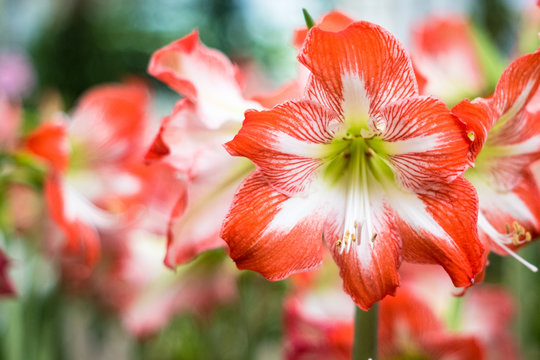 Fototapeta Hippeastrum Amaryllis red flowers