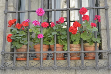 Fototapeta na wymiar Window Flowers
