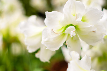White Amaryllis gramophone type flower.