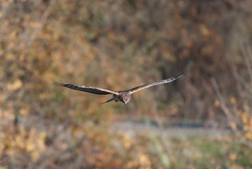 Northern Harrier Hawk in flight over meadow