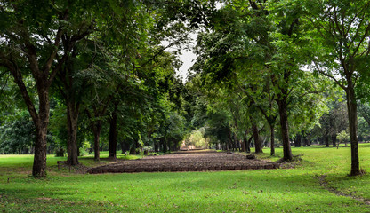 trees in park