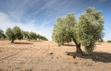 Fototapeta premium Olive trees