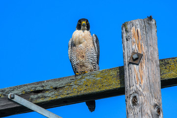Peregrine Falcon in California in flight