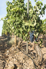 Fototapeta na wymiar Vine grapes