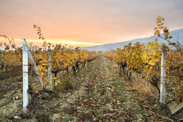 Fototapeta na wymiar Vineyards on sunrise. Autumn vineyards in the morning.