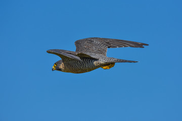 Peregrine Falcon in California in flight