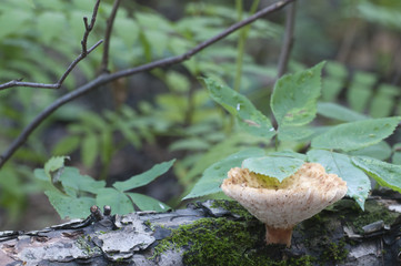 Polyporus tuberaster