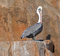 Male Pelican on cliff on Los Arcos / Lands End in Cabo San Lucas Baja Mexico