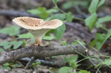Polyporus tuberaster