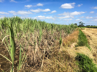 Sugar Cane