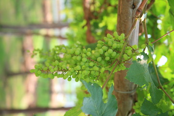 Fototapeta premium Green grapes