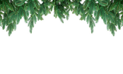 fir tree isolated on white